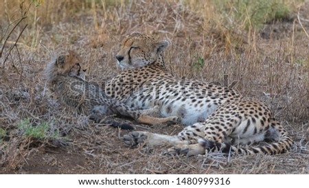 Cheeta with her two babies in the savannah, Serengeti reserve in Tanzania, cute animals
