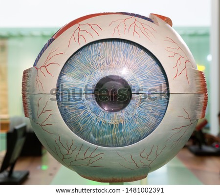 Anatomical plastic model of human eye, closeup