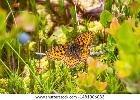 A silver-washed fritillary butterfly beautiful sitting on a plant, picture taken in Sweden region Dalarna
