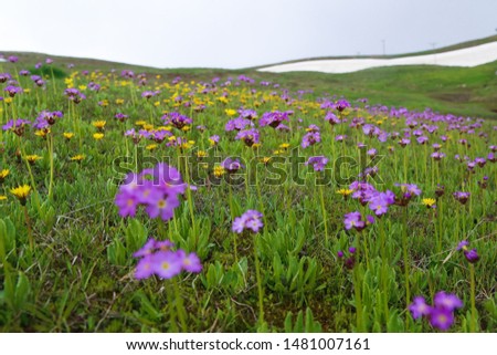 wonderful endemic flower views from high mountains