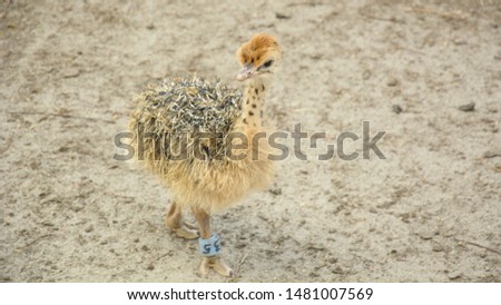 Ostrich, African ostrich, desert king, big birds, farm, hacienda, feathers, travel, vacation, village, ostrich eggs, wild birds, flock of birds, bird world, vacation, tourism