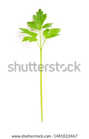 Buttercup (Ranunculus sp.) leaf isolated on white background.