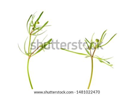 Buttercup (Ranunculus sp.) leaves isolated on white background.