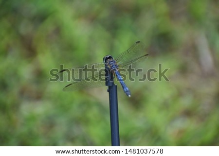small blue dragonfly dragon fly flying insect with clear wings with green grass background