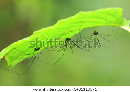Harvestmens(Arthropoda: Arachnida: Opiliones).
Under the leaf.
In Taiwu,Pingtung,Taiwan. Royalty-Free Stock Photo #1481119571