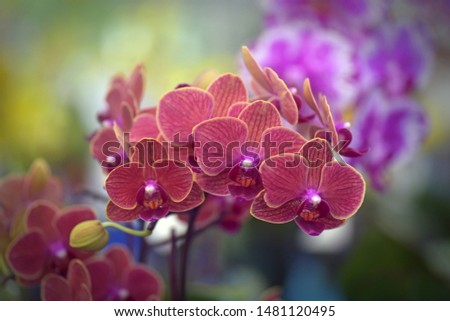 Orchids blooming in the exhibition show