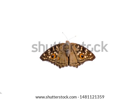 Brown butterfly Isolated white background