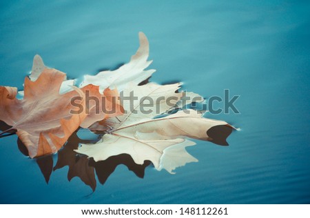 Fallen yellow leaf on the water in autumn Royalty-Free Stock Photo #148112261