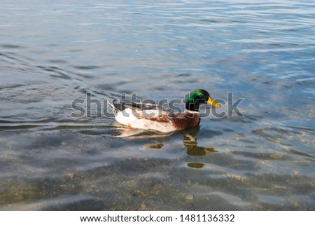Dabbling mallard ducks swimming .