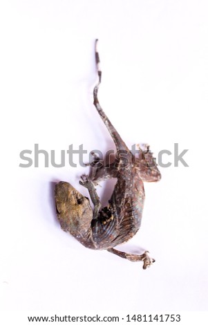 Dried gecko isolated on white background. Dried gecko selling for medical purposes in chinese pharmacy. Traditional in east asia believe that gecko for medicine.