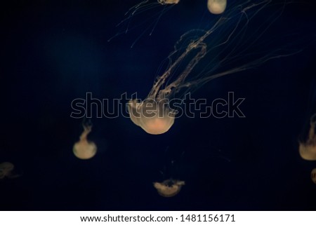 colorful jellyfish in dark aquarium water, bright in the dark, fluorescent