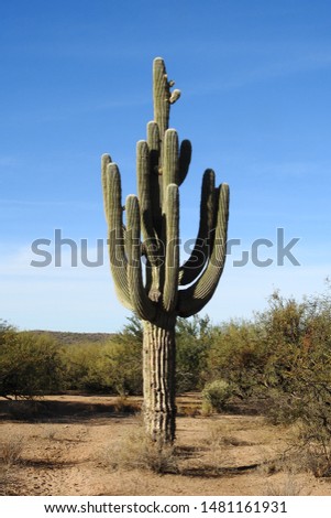 Saguaro Cactus, desert southwest, Salt River, Mesa, Arizona.