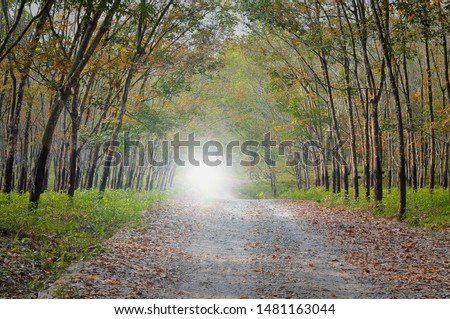 Nature view of rural road with dry foliage in the autumn forest