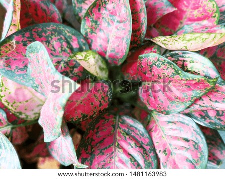 Fresh tropical leaves background  natural, green and pink background and wallpaper