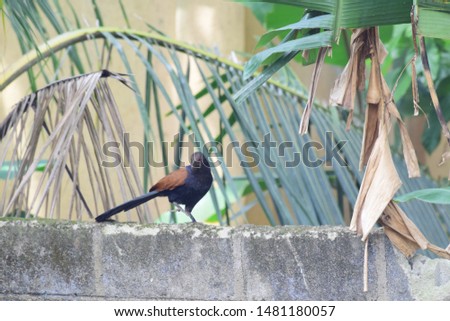 Bird sitting on the wall in Sri Lanka