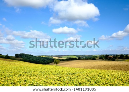 Summer view of Sunflower fields in south France near Toulouse in the lauragais, between Haute-Garonne and Tarn
