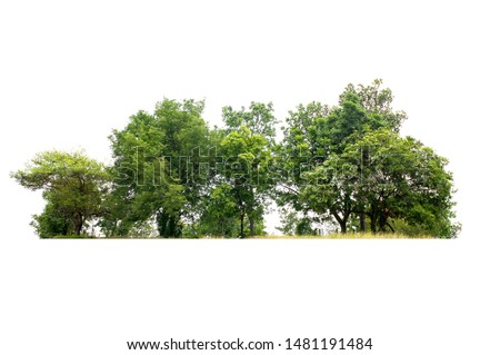 Group of tree isolated on white Royalty-Free Stock Photo #1481191484