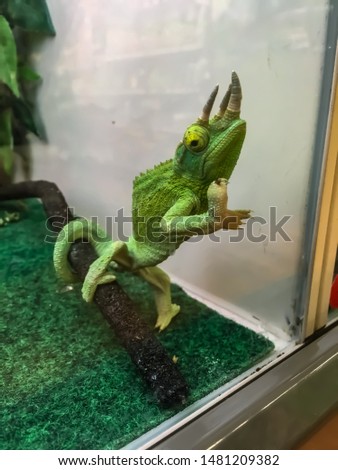 Jackson's Chameleon behind glass at a pet store