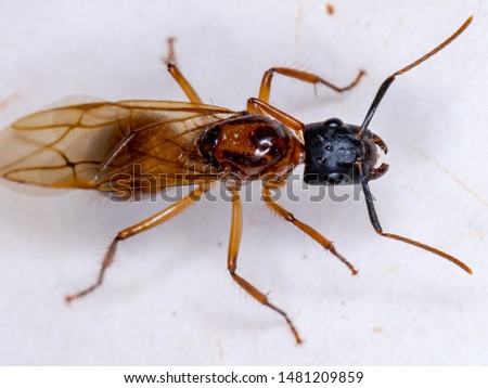 brazilian giant Carpenter Ant of the Genus Camponotus