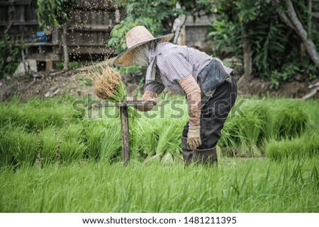 Farmers in Thailand Are withdrawing rice seedlings With both hands