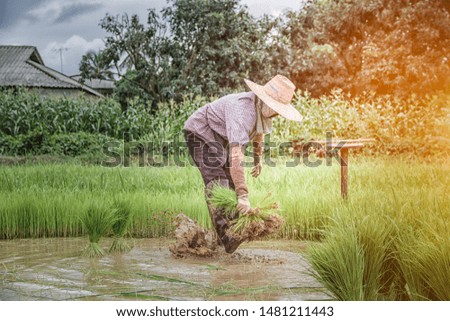 Farmers in Thailand Are withdrawing rice seedlings With both hands