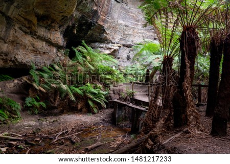 The ferns and canyon walls at the Lithgow Glowworm tunnel in the Blue Mountains New South Wales Australia on 31st July 2019