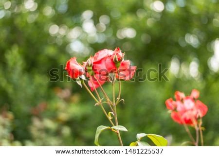 Red Flower in Garden - Himalayas