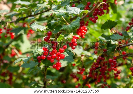 Bouquet of red currant berries (Ribes rubrum) on a branch with leaves close-up in sunny weather