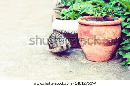 European hedgehog (Erinaceus europaeus) walking on the sidewalk in the yard near a clay pot with garden plants