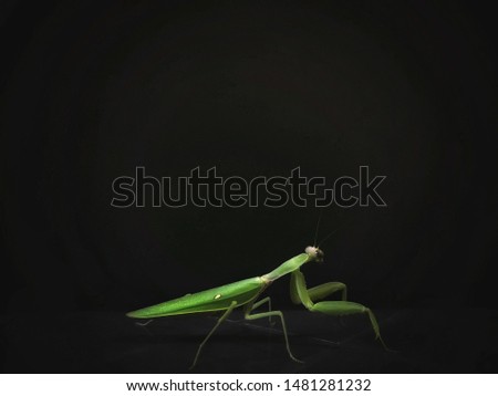 A closeup picture of a grasshopper.