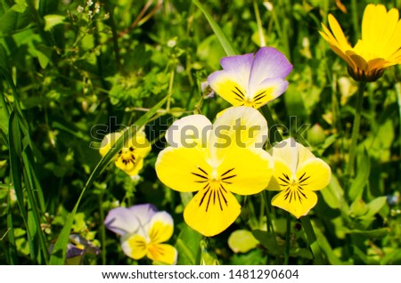 Beautiful violet and yellow pansies  close-up