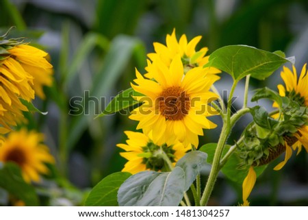 shining  sunflowers in focus with green background