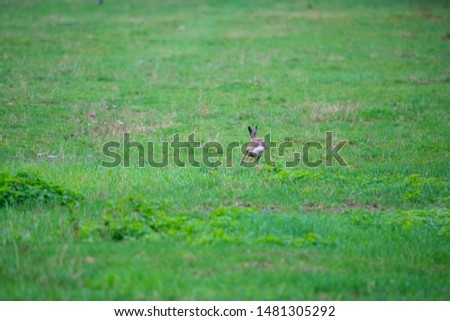 a  bunny on a field with green background
