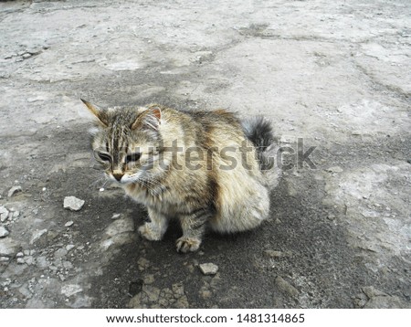 pictured in the photo Greek cat on the street