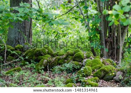 Old moss covered dry stone wall in a lush greenery in a nature reserve on the island Oland in Sweden