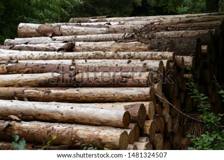 Timber industry. Cut tree trunks in the forest.