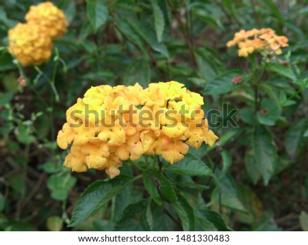 2015 white yellow purple red various flowers