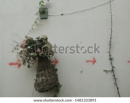 Flowers and Bird Nest Background Picture, potted flower over wall