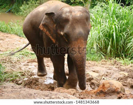 Elephant standing on the floor.photo taken at Maewang elephant camp,Maewang,Chiangmai,Thailand.