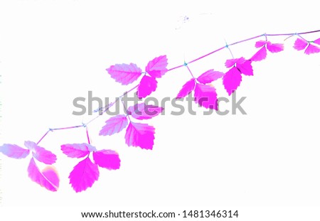Leaf pattern isolated from white baground