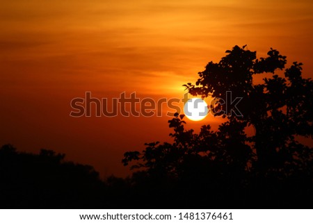 Sunset with a beautiful silhouette treetop