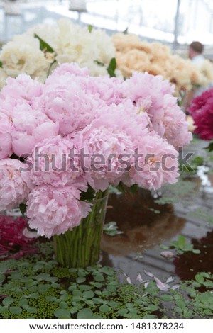 beautiful bouquet of pink peonies. large peony flower