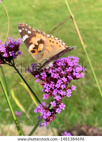A butterfly feeding on purple verbena on a summers day