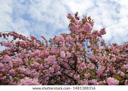 Spring in Prague with blooming pink cherry on a background of blue sky with clouds.