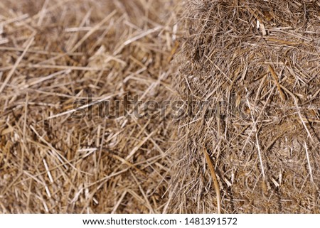 Hay close up macro. The background is horizontal with dry grasses with different depth of sharpness.