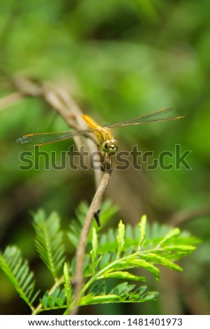 A picture of a dragonfly on a branch
