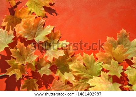 orange maple leaves on red background with copyspace, flat lay Royalty-Free Stock Photo #1481402987