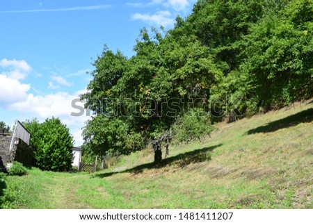 tree on steep fortification, Dausenau in Lahn river valley