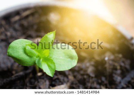 Green sprout growing with morning sunlight. Ecology and Environment concept.