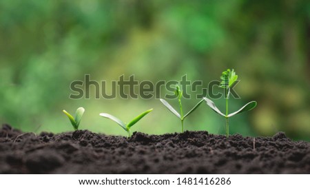 Small trees of different sizes on a green background, the concept of environmental stewardship and World Environment Day. Royalty-Free Stock Photo #1481416286